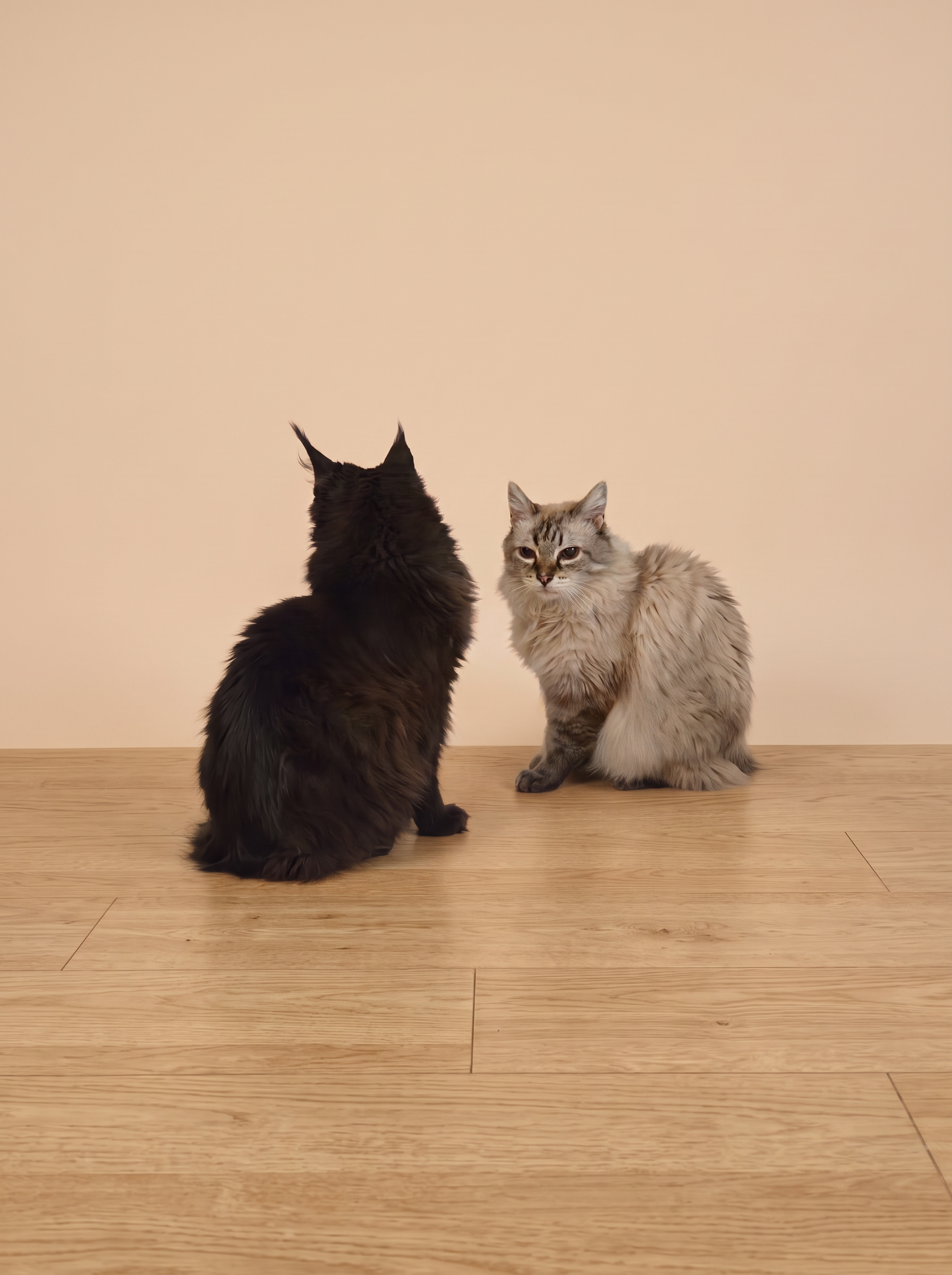 Deux chats à poil long allongés ensemble